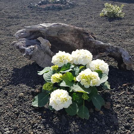 Casa Lela I Villa Fuencaliente de la Palma Esterno foto